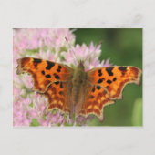 De Vlinder van de komma Briefkaart (Voorkant)