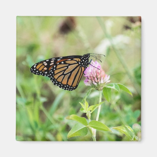 De Vlinder van de monarch Magneet (Voorkant)