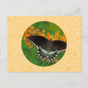De Vlinder van Swallowtail van Spicebush Briefkaart