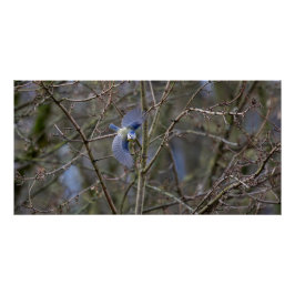 De vlucht van de blauwe mees perfect poster