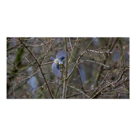 De vlucht van de blauwe mees perfect poster (Voorkant)