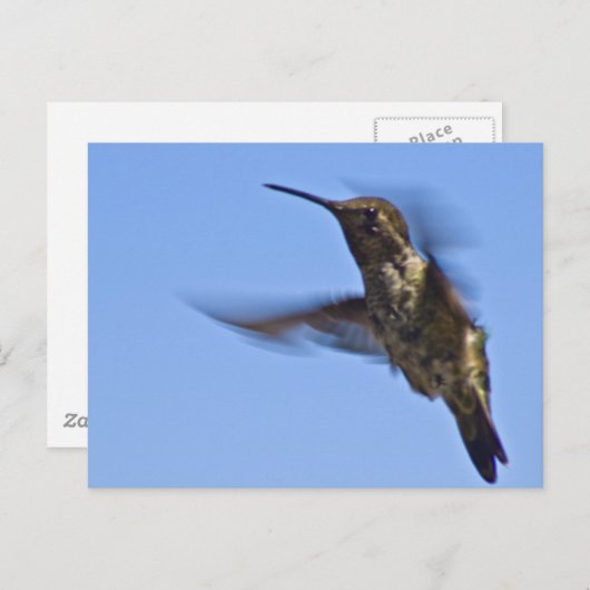 De vlucht van de kolibrie briefkaart (Voorkant / Achterkant)