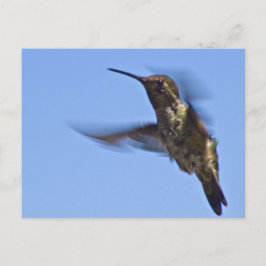 De vlucht van de kolibrie briefkaart