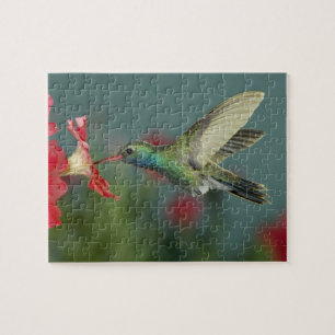 de voeding van de man aan Petunia, Madera Canyon,  Legpuzzel