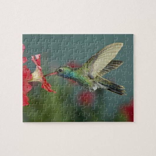 de voeding van de man aan Petunia, Madera Canyon,  Legpuzzel (Horizontaal)