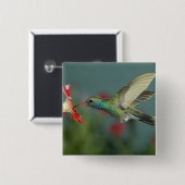 de voeding van de man aan Petunia, Madera Canyon,  Vierkante Button 5,1 Cm (Voorkant /achterkant)