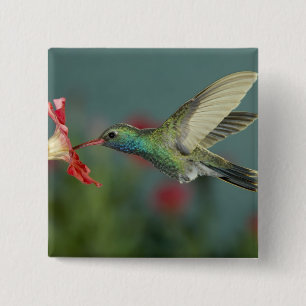 de voeding van de man aan Petunia, Madera Canyon,  Vierkante Button 5,1 Cm