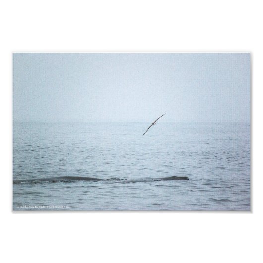 De vogel die de walvissen wekte foto afdruk (Voorkant)