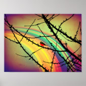 De vogel en de regenboog poster (Voorkant)