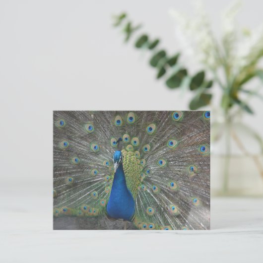 De Vogel van de pauw Briefkaart (Staand voorkant)