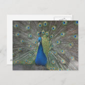 De Vogel van de pauw Briefkaart (Voorkant / Achterkant)