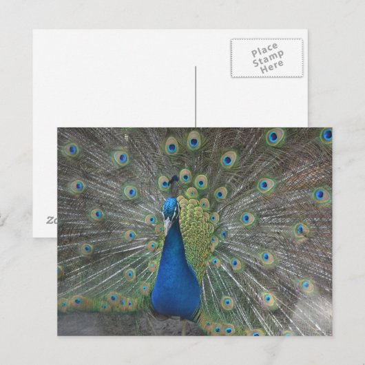 De Vogel van de pauw Briefkaart (Voorkant / Achterkant)