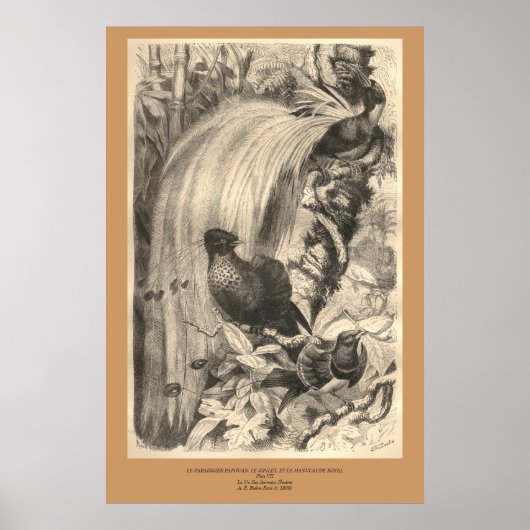 De vogel van het Paradijs, Sifilet, Manucaude Roya Poster (Voorkant)