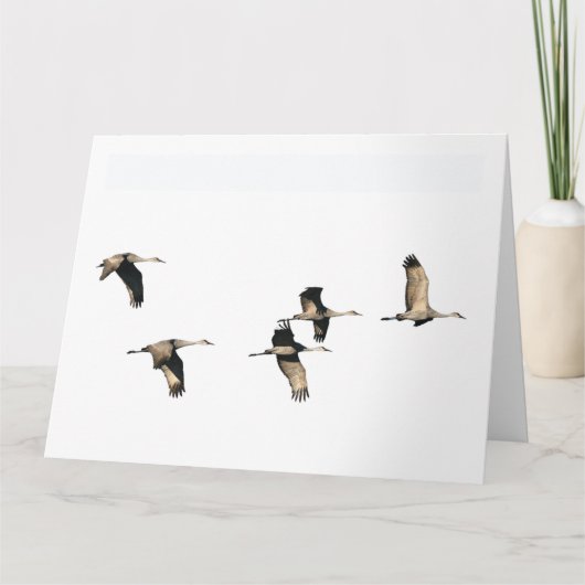De Vogels die van de Kraan van Sandhill het Kaart (Voorkant)