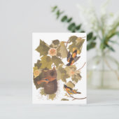 De Vogels van Baltimore Oriole van Audubon in de Briefkaart (Staand voorkant)