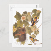 De Vogels van Baltimore Oriole van Audubon in de Briefkaart (Voorkant / Achterkant)
