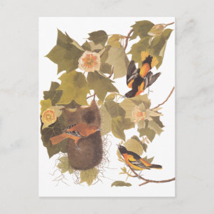 De Vogels van Baltimore Oriole van Audubon in de Briefkaart