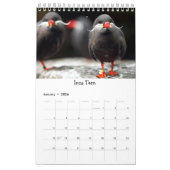 De vogels van de wereldjaarkalender | Vogelcadeaus Kalender (Jan 2026)