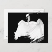 De vogels van Florida redden Briefkaart (Voorkant / Achterkant)