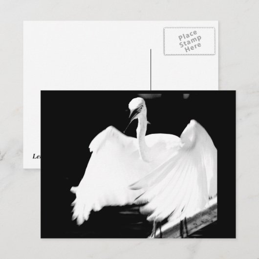 De vogels van Florida redden Briefkaart (Voorkant / Achterkant)