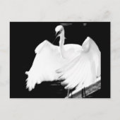 De vogels van Florida redden Briefkaart (Voorkant)