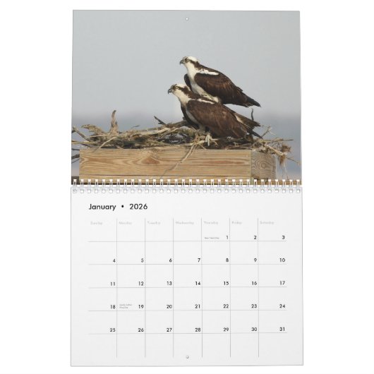 De vogels van Forsythe - Osprey Kalender (Jan 2026)