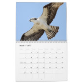 De vogels van Forsythe - Osprey Kalender (Mar 2027)