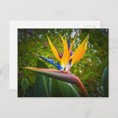 De vogels van het paradijs bloeien briefkaart (Voorkant / Achterkant)