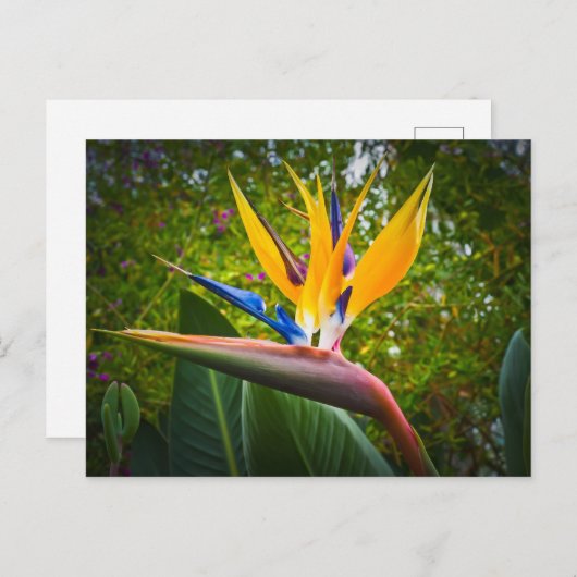 De vogels van het paradijs bloeien briefkaart (Voorkant / Achterkant)