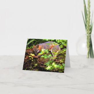 DE VOS VAN HET MAMMA NEEMT EEN DUTJE KAART