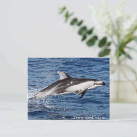 De vreedzame Witte Opgeruimde Briefkaarten van de (Staand voorkant)