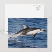 De vreedzame Witte Opgeruimde Briefkaarten van de (Voorkant / Achterkant)