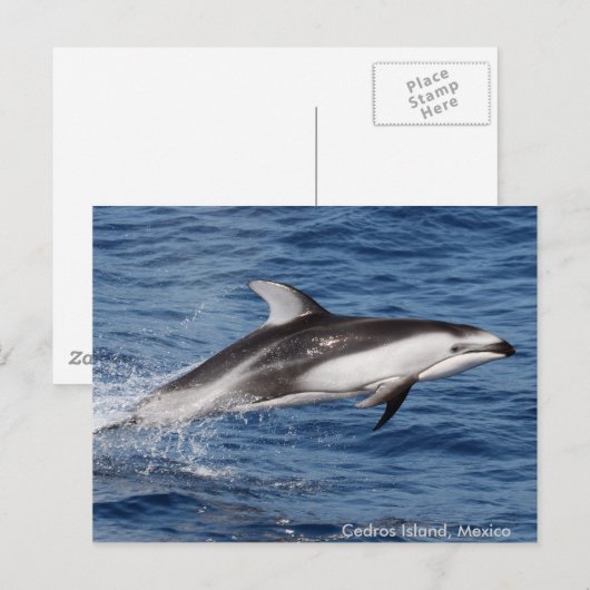 De vreedzame Witte Opgeruimde Briefkaarten van de (Voorkant / Achterkant)