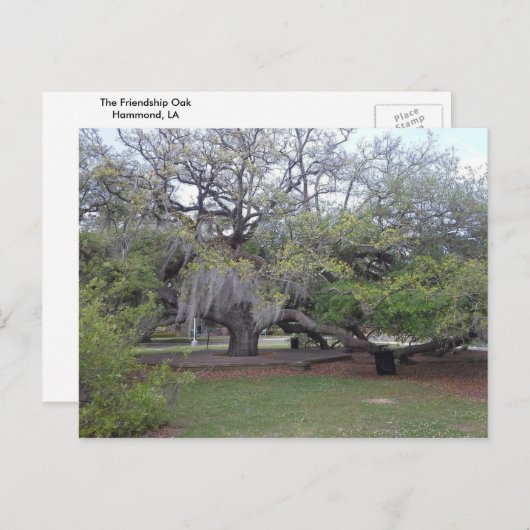 De vriendschap Oak 1 Briefkaart (Voorkant / Achterkant)