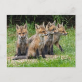 De vrije denker Fox Briefkaart (Voorkant)
