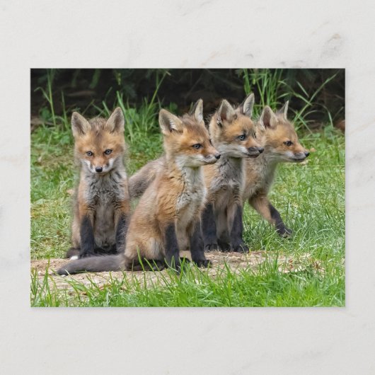 De vrije denker Fox Briefkaart (Voorkant)