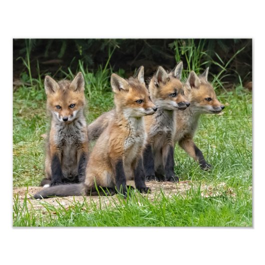 De vrije denker Fox Foto Afdruk (Voorkant)