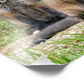 De vrije denker Fox Foto Afdruk (Hoek)