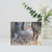 De vrije Zilveren Grijze Kip Dorking van de Waaier Briefkaart (Staand voorkant)
