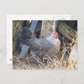 De vrije Zilveren Grijze Kip Dorking van de Waaier Briefkaart (Voorkant / Achterkant)