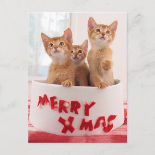 De vrolijke Katten van Kerstmis Feestdagenkaart (Voorkant)