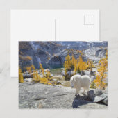 De VS, WA, de alpiene meren zijn klederheid. Briefkaart (Voorkant / Achterkant)