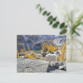 De VS, WA, de alpiene meren zijn klederheid. Briefkaart (Staand voorkant)