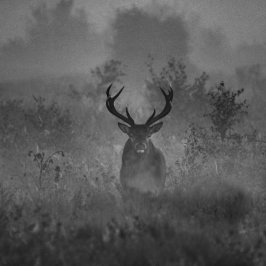 De vuist in de vuist rond kussen