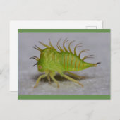 De vultrechternimf van de boom briefkaart (Voorkant / Achterkant)