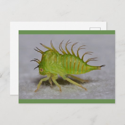 De vultrechternimf van de boom briefkaart (Voorkant / Achterkant)