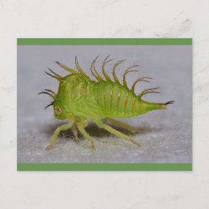 De vultrechternimf van de boom briefkaart