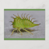 De vultrechternimf van de boom briefkaart (Voorkant)