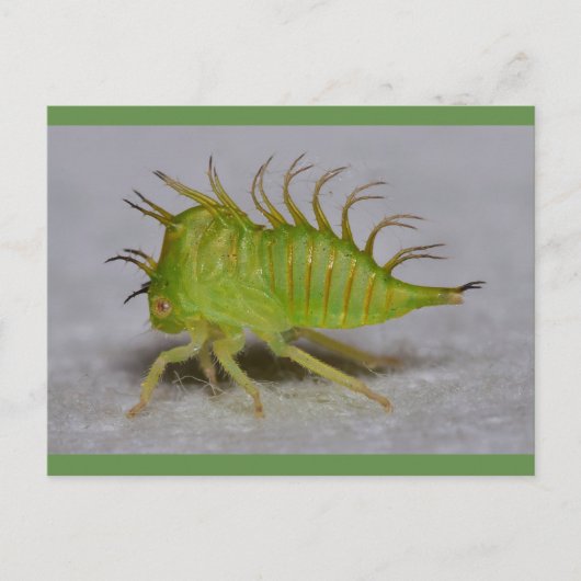 De vultrechternimf van de boom briefkaart (Voorkant)