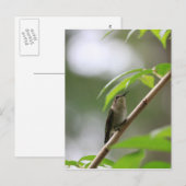 De waarnemer Hummingbird Briefkaart (Voorkant / Achterkant)